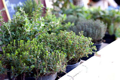 4462708884-herbes-de-provence-p