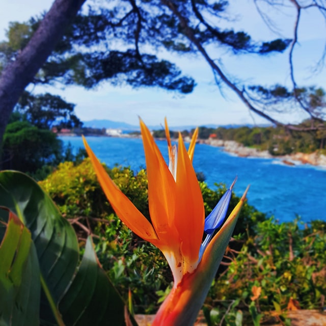 cap-antibes