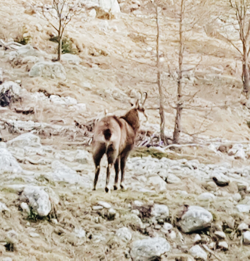 chamois