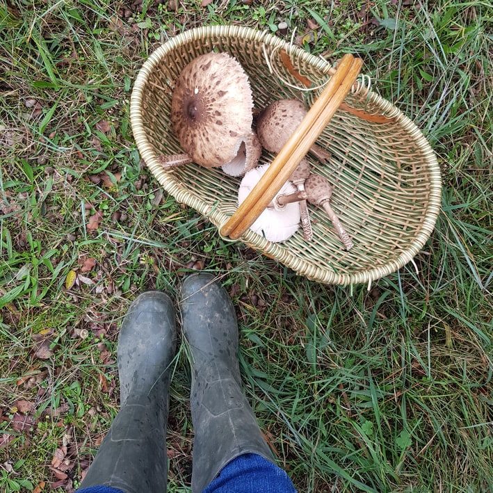 chasse-champignons