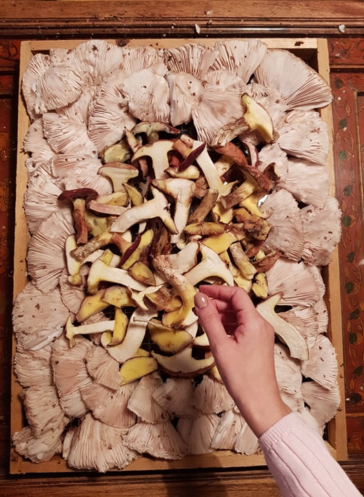 clayette-champignons