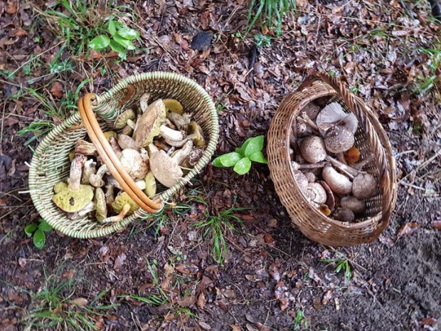 cueillette-champignons-cepes-bolets-coulemelle