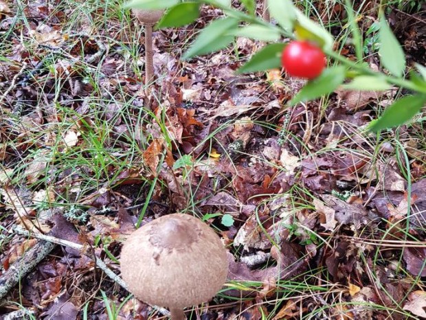 cueillette-des-champignons
