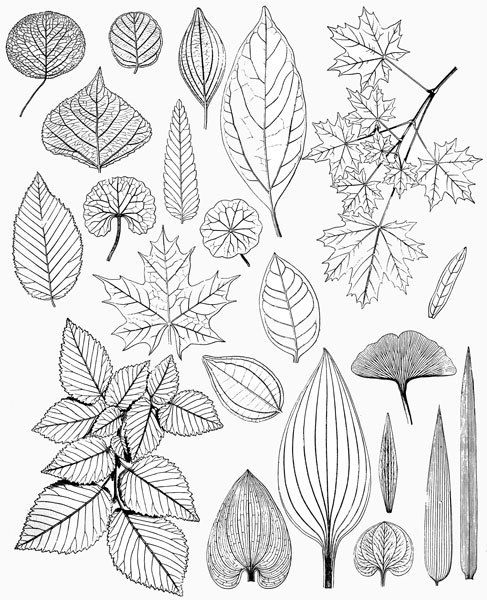 feuilles