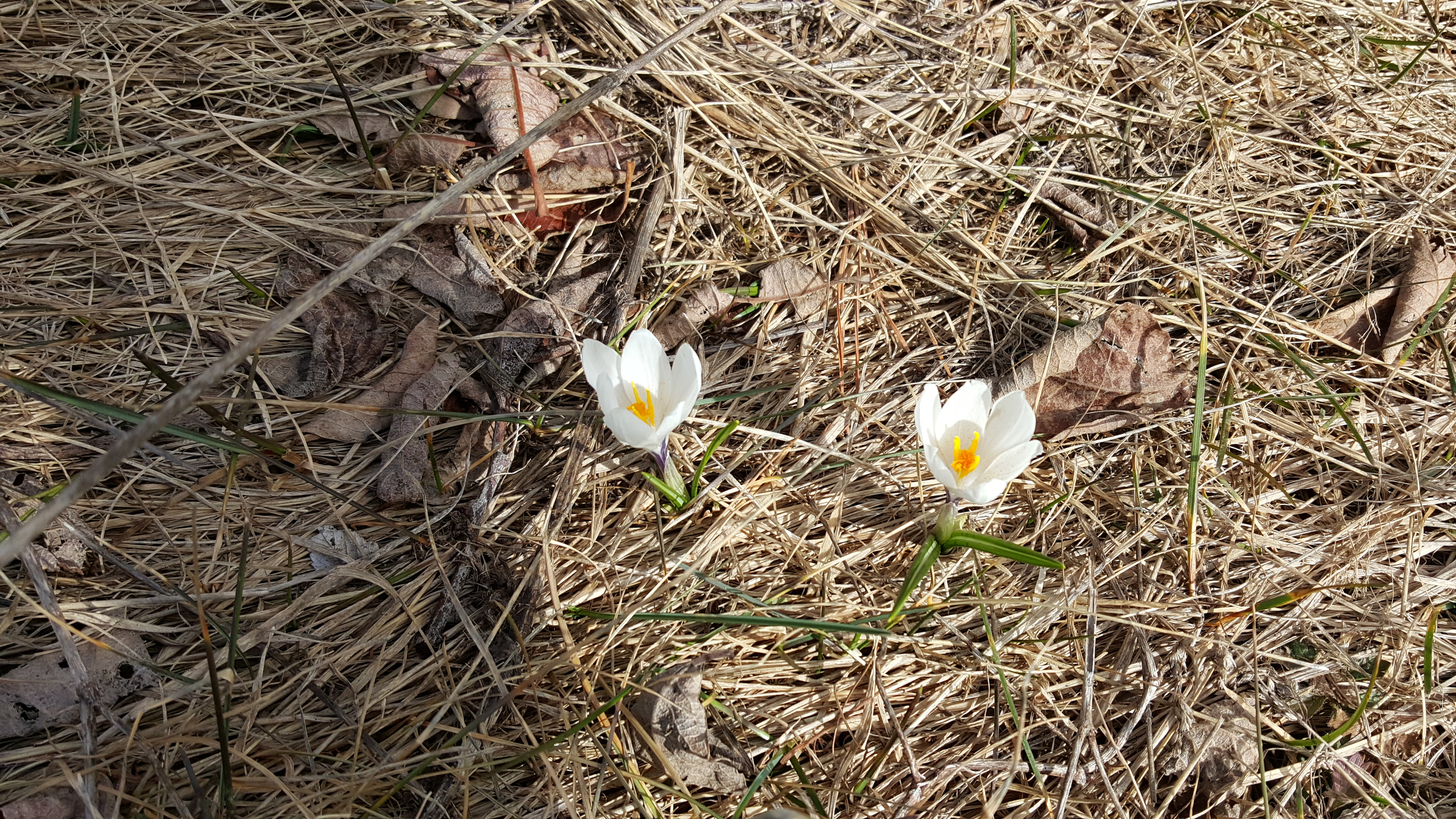 fleur-montagne