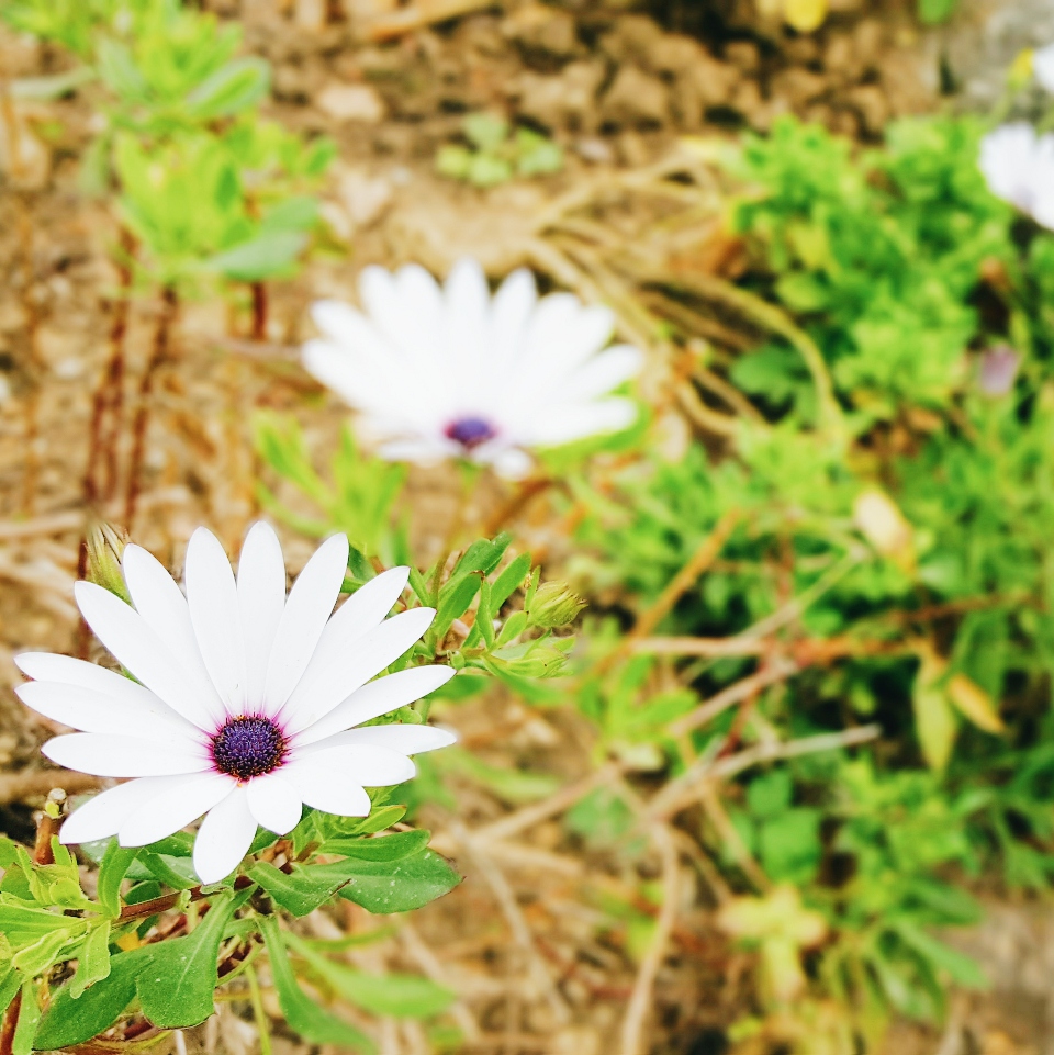 Billet d’humeur n°11 : Vive le printemps !