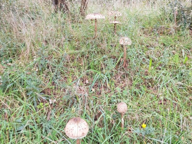 foret-de-coulemelles