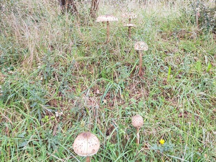 foret-de-coulemelles