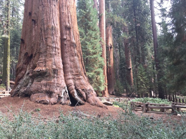 general-sherman-tree