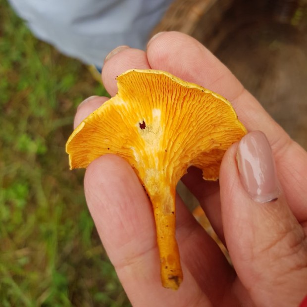 girolles