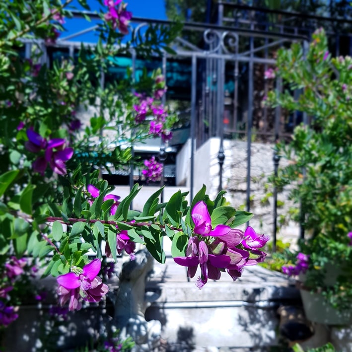 jardin-cannes-restaurant