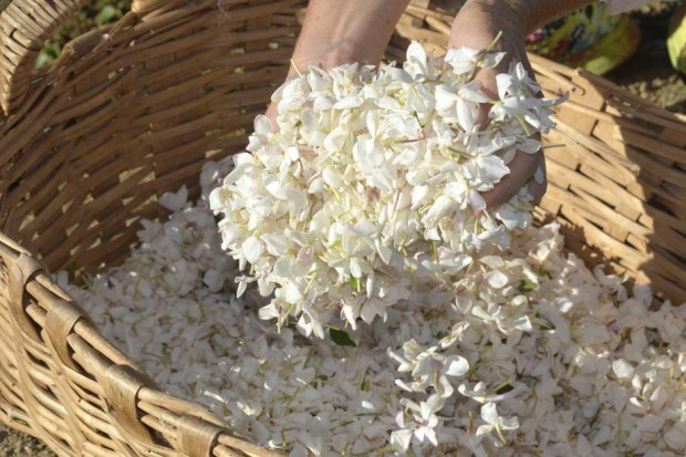 jasmin-grasse-nice-matin