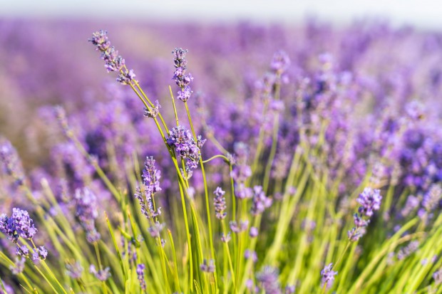 lavender