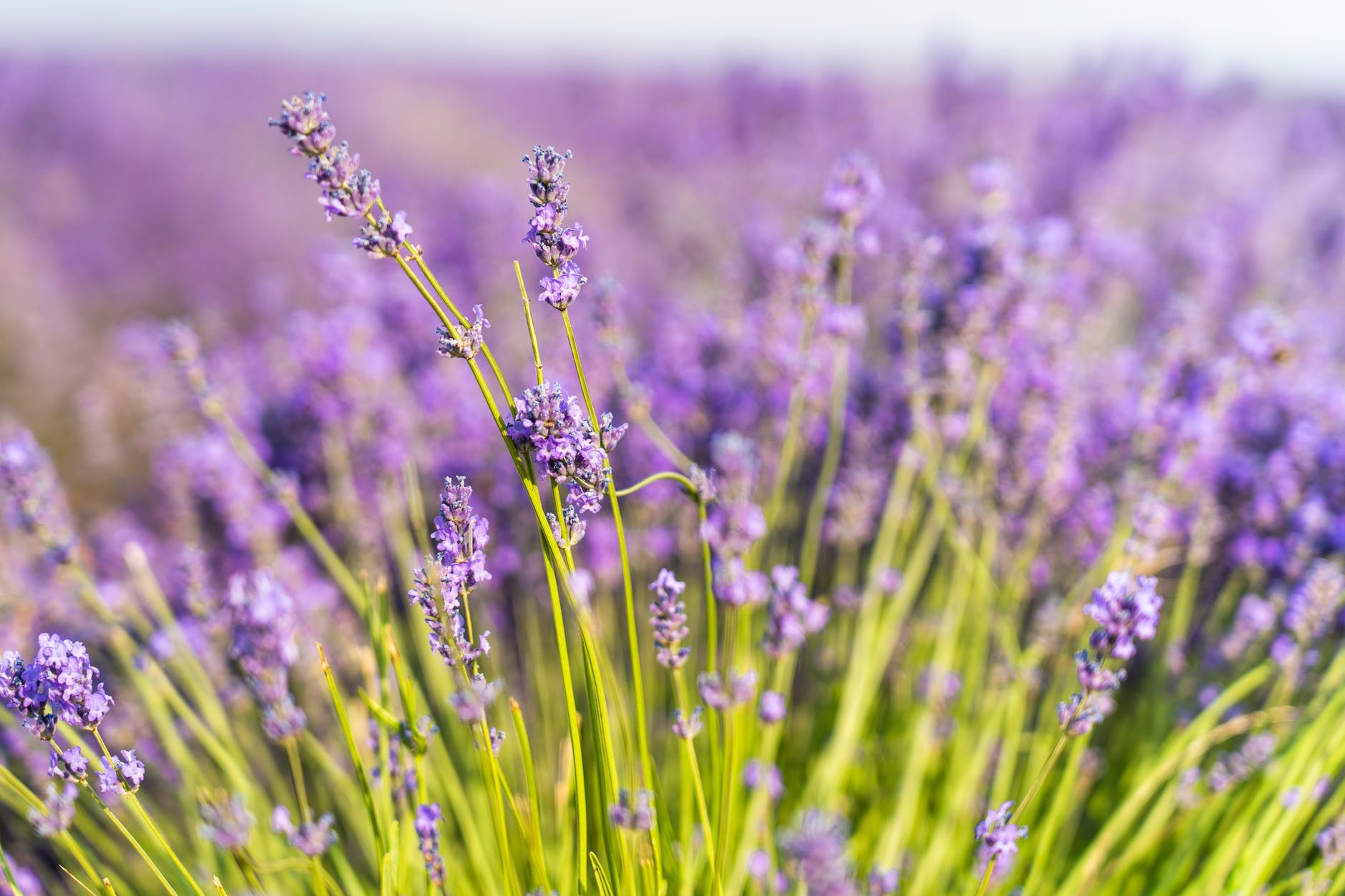 lavender