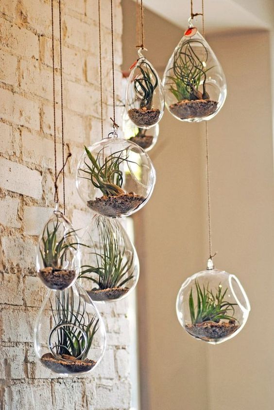 plantes suspendues tendance