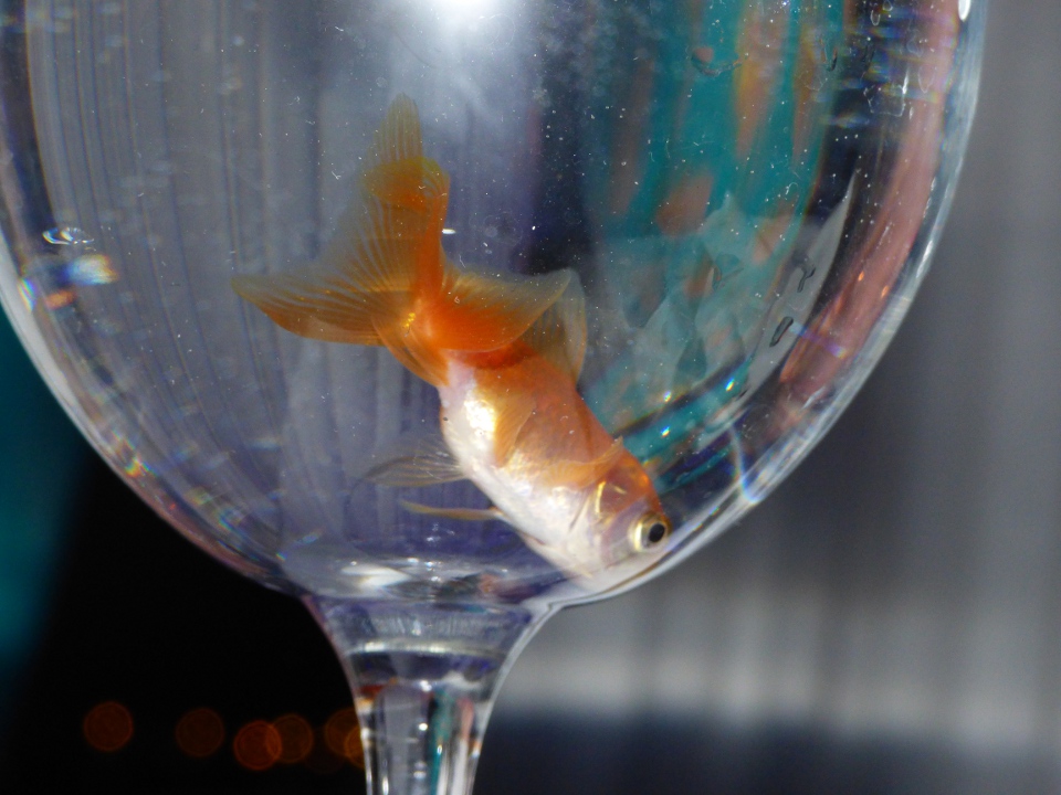 poisson