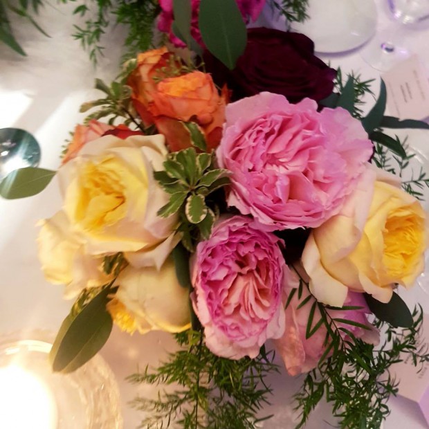 rose-centifolia