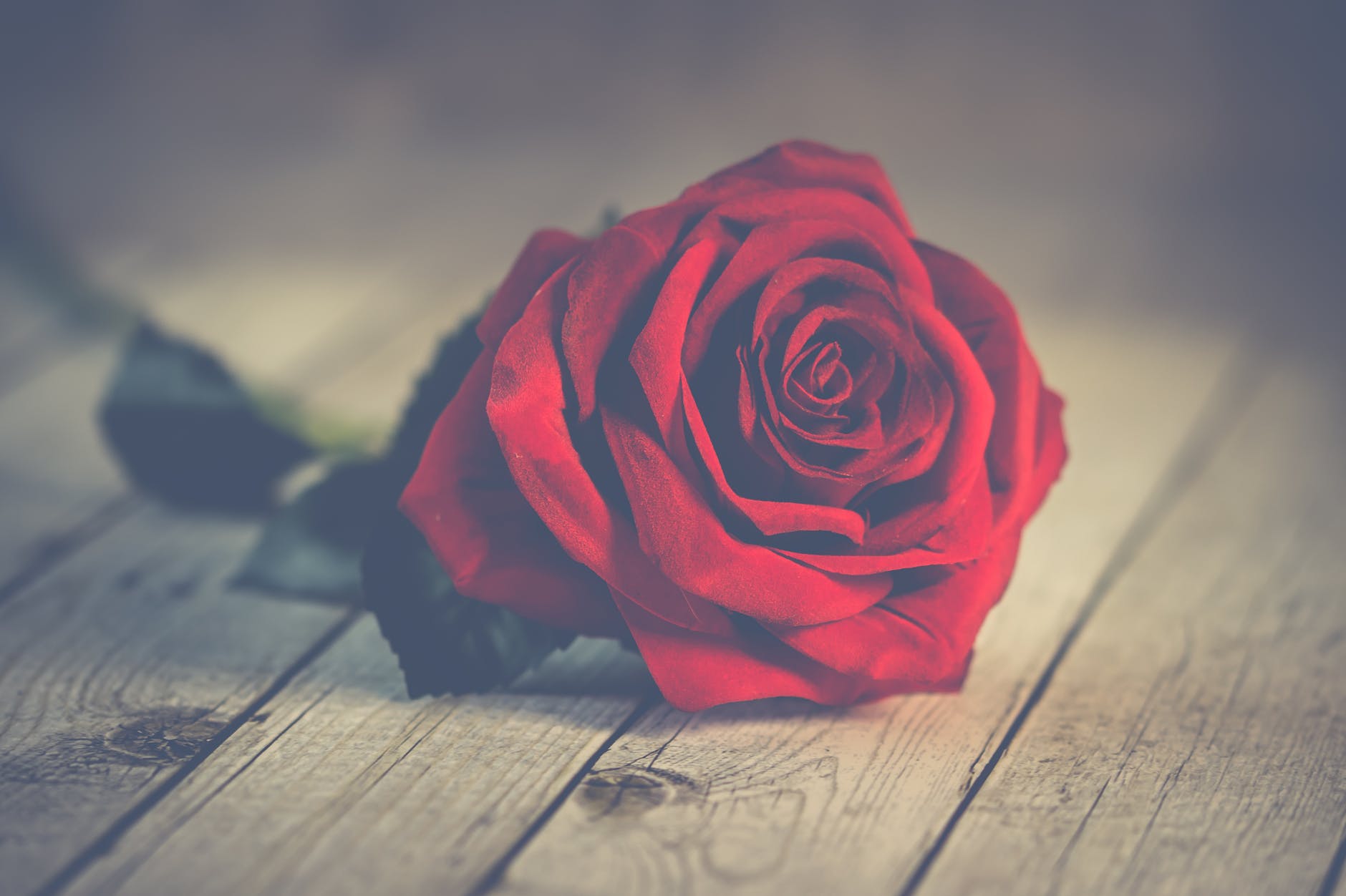 rose-rouge