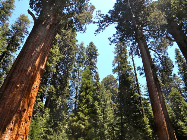 sequoia-parc-national