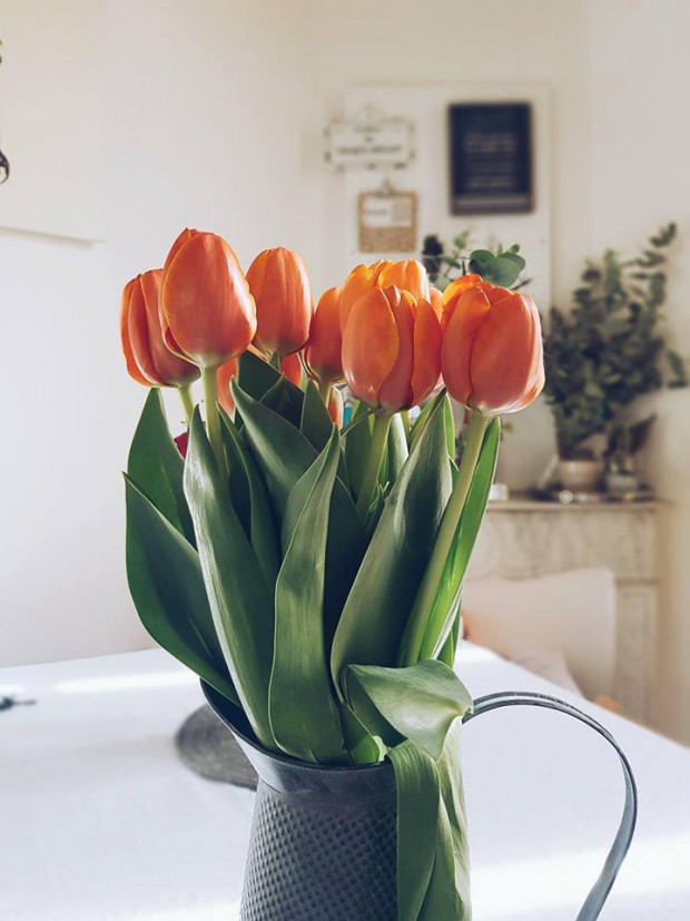 tulipe